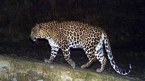 Leopard Attack