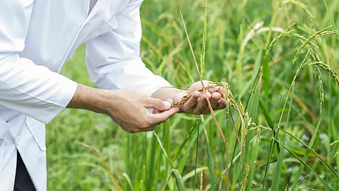 Genome Editing In Crops