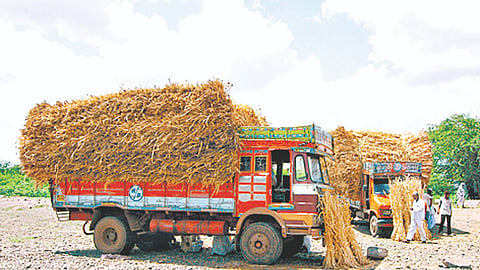 Fodder Shortage