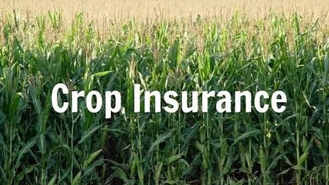 Crop Insurance