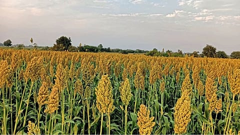 Sorghum Production