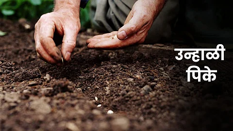 Summer Crop Sowing