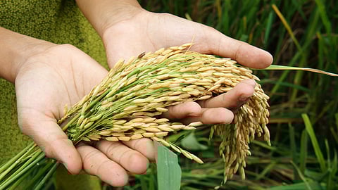 Food Security