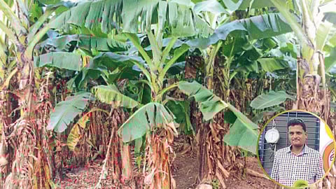 Banana Farming