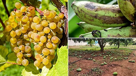 Crop Damage