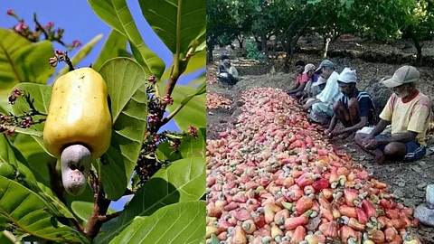 Cashew Rate