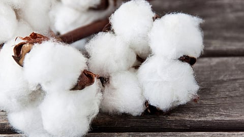 Cotton