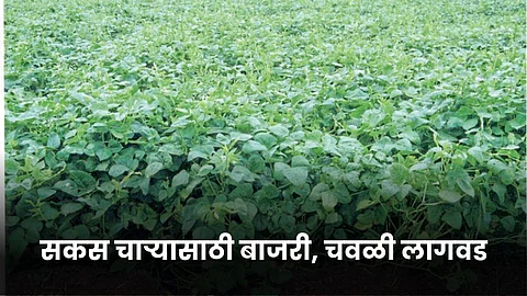 Cow Pea