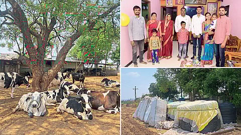 Dairy Business