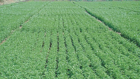 Fodder Crop