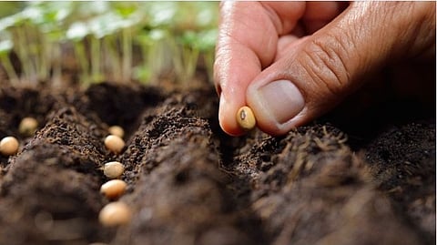 Kharip Crop Kolhapur