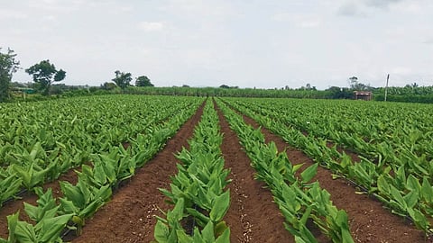 Turmeric