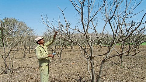 Sitaphal Orchard