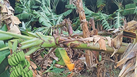 Crop Damage