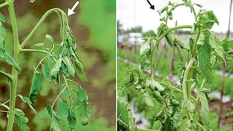 Tomato Crop Disease