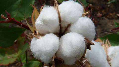 Cotton