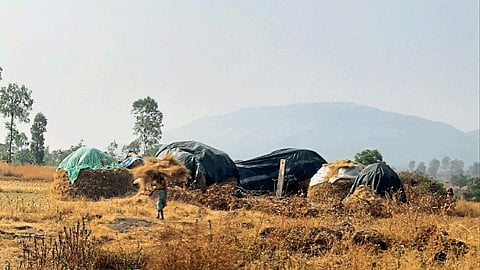 Fodder Issue