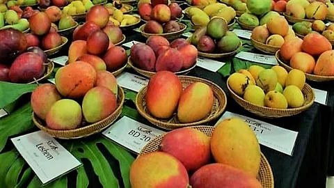 Mango Festival Kolhapur