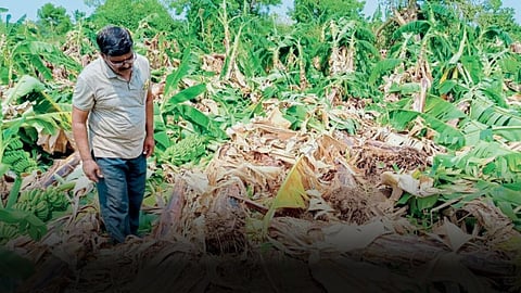 Banana Crop Damage