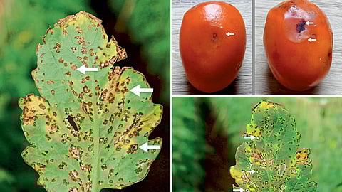 Tomato Disease