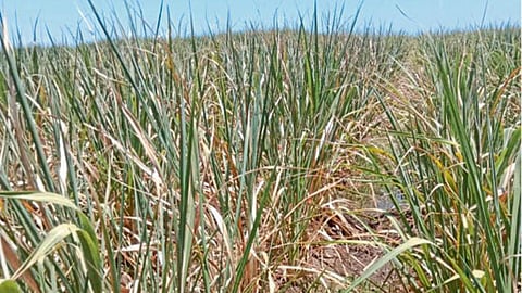 Sugarcane