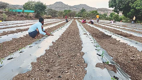 Tomato Cultivation