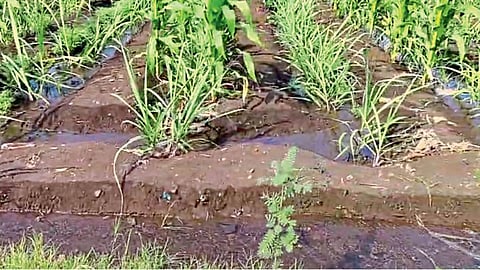 Agriculture Irrigation