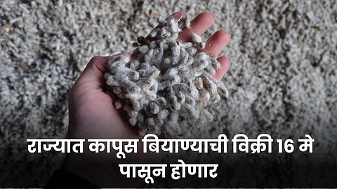 Cotton Seed