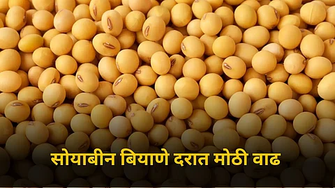 Soybean