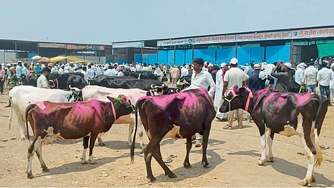Dairy Livestock