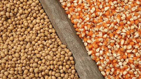 Soybean Maize