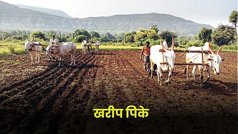 Kharif Crop