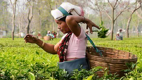 Tea