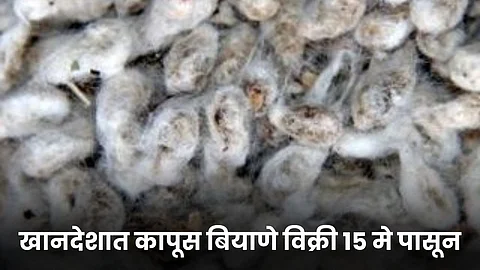Cotton Seeds