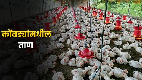 Chicken Poultry