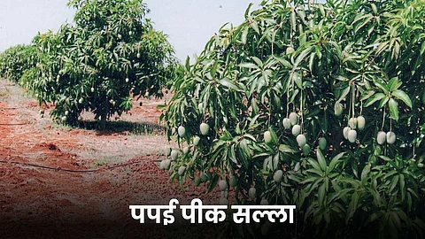 Papaya Crop