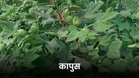 Cotton Farming