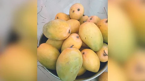 Kesar Mango