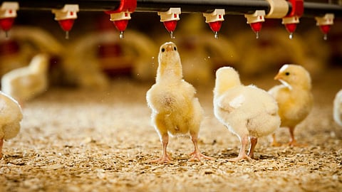 Poultry Management