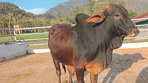 Desi Bull