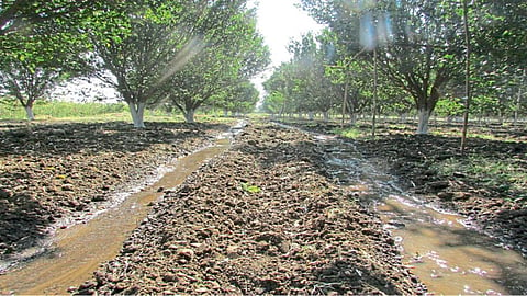 Citrus Crop