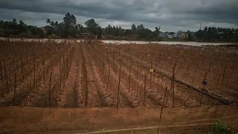 Crop Damage Rain