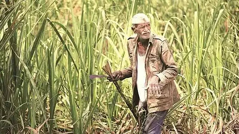 Sugarcane Bills