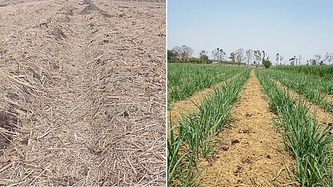 Sugarcane