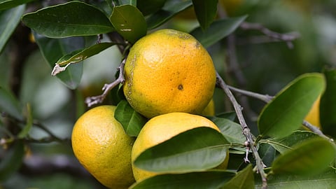 Orange Farming