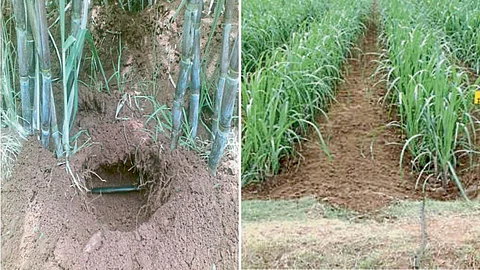 Sugarcane Water Management
