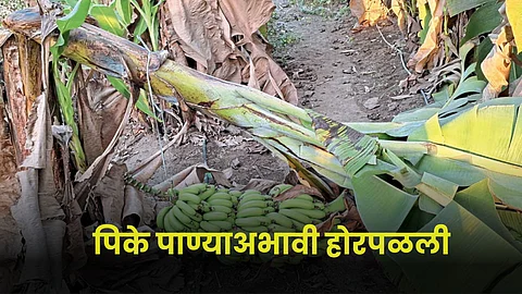 Crop Damage