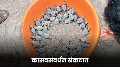 Turtle Conservation