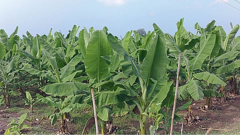Banana Farming
