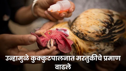 Poultry Disease : उन्हामुळे कुक्कुटपालनात मरतुकीचे प्रमाण वाढले